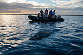 Tourist and gray whale at sunset on Magdalena Bay. Editorial Use Only.