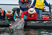 Gray whale (Eschrichtius robustus) tourist petting whale calf. Magdalena Bay. Editorial Use Only.