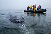 Gray whale (Eschrichtius robustus) whale with tourist in zodiac. Editorial Use Only.