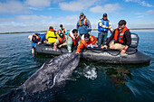 Gray whale (Eschrichtius robustus) and tourist on Magdalena Bay. Editorial Use Only.