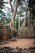 Angkor wat trees and temples