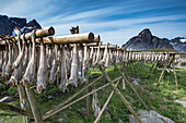 Kabeljau trocknen in Racks, Reine Island, Lotofon-Inseln, Norwegen