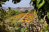 Jardim Botanico da Madeira, Funchal, Jardins Coreografados, portugiesische Insel Madeira, Portugal