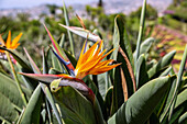 Jardim Botanico da Madeira, Funchal, Jardins Coreografados, Strelitzie, portugiesische Insel Madeira, Portugal
