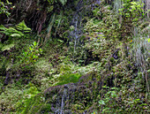 Levada do Furado; Ribeiro Frio; Wasserfall, Moose, portugiesische Insel Madeira, Portugal