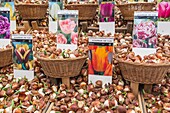Amsterdam, Bloemenmarkt, flower stall with tulip bulbs