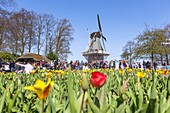 Keukenhof, tulip show, gardens, windmill