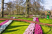 Keukenhof, flower show, gardens, hyacinths