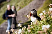 Atlantic puffin (Fratercula arctica) perching in a patch of blooming flowers with a couple birdwatching in background, Skellig Michael, Republic of Ireland