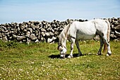 Horse grazing in front of a stone wall, Inishmore, Republic of Ireland