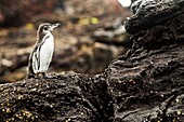 Ecuador, Galapagos-Inseln, Pinguin stehend auf Felsen