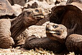 Ecuador, Galapagos-Inseln, Nahaufnahme von zwei Riesenschildkröten