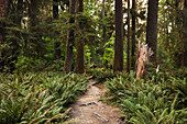 Hikers POV with lush green ferns on either side of trail in the Hoh Rain Forest National Park on the Olympic Peninsula in Washington State