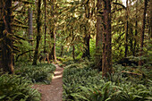 Wanderer POV mit Blick auf einen Pfad im Hoh Rain Forest National Park auf der Olympic-Halbinsel im US-Bundesstaat Washington