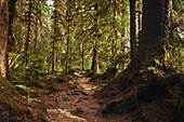 Hikers POV on a trail in the Hoh Rain Forest National Park on the Olympic Peninsula in Washington State