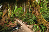 Wanderer POV mit Blick auf eine hölzerne Fußgängerbrücke über einen Bach im Hoh Rain Forest National Park auf der Olympic Peninsula im US-Bundesstaat Washington