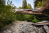 Wanderer POV betrachten felsigen Pfad unter umgestürzten Baum im Hoh Rain Forest National Park auf der Olympic-Halbinsel im US-Bundesstaat Washington