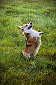 A corgi staining on its hind legs in tall grass. - dogs