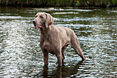 Grey Weimaraner standing in a creek looking alert.