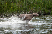 Grey Weimaraner running through a creek splashing up water.