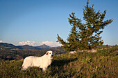 Great Pyrenees standing in high grass with a mountain range in background.