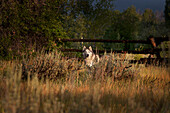 Husky steht wachsam im hohen Gras.