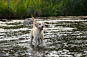 Ein gelber Labrador, der wachsam und glücklich in einem Nebenfluss steht.