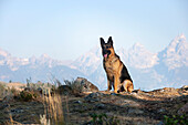 A German Shepherd sitting on top of a hill with a mountain range in the background.