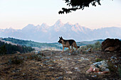 Deutscher Schäferhund steht auf einem Hügel mit einer Bergkette im Hintergrund.