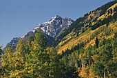 Forest and mountainous landscape, Aspen, Pitkin County, Colorado, USA
