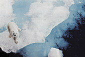 Eisbär blickt in die Kamera, während er auf einem in der Arktis schwimmenden Eisberg spazieren geht
