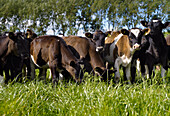 Herd of young friesian milking cows on green pasture