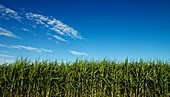 Blick über die Gipfel des reifen Zuckerrohrs, das am blauen Himmel und weißen Wolken wächst