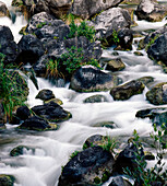 Wasser, das zwischen Felsen und einheimischer Flora im Fluss fließt