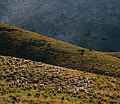 Flock of sheep roaming the highlands covered in tussock grasses and sprinkling of snow