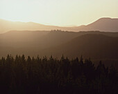 Luftaufnahme eines Kiefernwaldes und der späten Nachmittagssonne, die die Hügel golden färbt