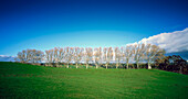 Panorama of bare trees lining green field with blue sky in winter on farm