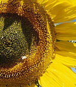 Close up of Honey Bee on mature Sunflower