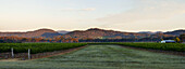 Panorama des Weinbergs gegen Hügel in Ballandean, The Granite Belt - Australien