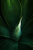Centre of Agave plant