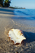 Große Muschel am Strand der tropischen Insel am Rand des Wassers und Wellen schlagen