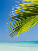 Looking past palm frond to tropical ocean