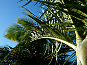 Looking upwards to top of palm tree against blue sky