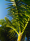 Looking upwards to top of palm tree against blue sky