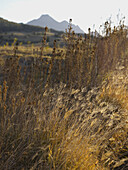 Looking past long dried grasses towards The Great Divide mountain range from Killarney
