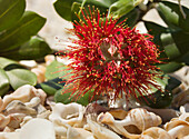 Pohutakawa flower on bed of shells