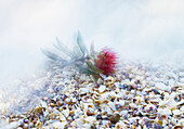 Pohutakawa flower on bed of shells with sea mist rolling in