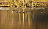 Plumed Whistling Ducks am Teich
