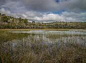 Grassy marshland with native bush on Fraser Island - Australia