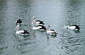 Pelikane, die auf dem Wasser paddeln